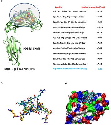 Immunoinformatics-aided rational design of a multi-epitope vaccine targeting feline infectious peritonitis virus